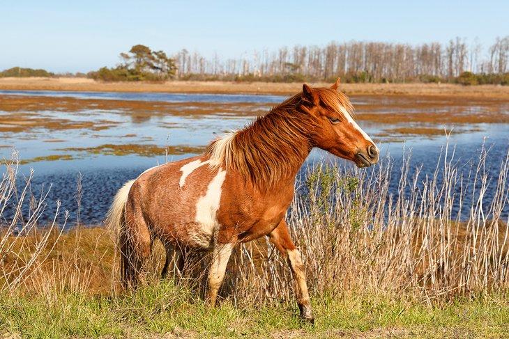 Cheval sauvage dans le Refuge national de faune de Chincoteague