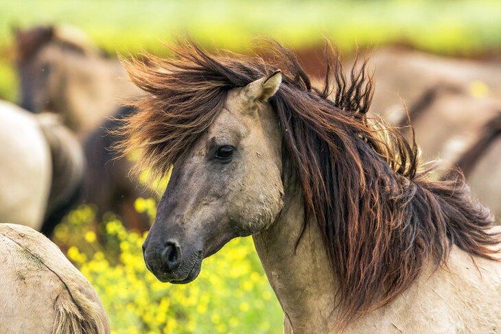Chevaux Konik dans la réserve naturelle d'Oostvaardersplassen