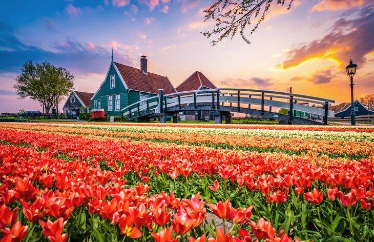 Zaanse Schanse avec des champs de tulipes