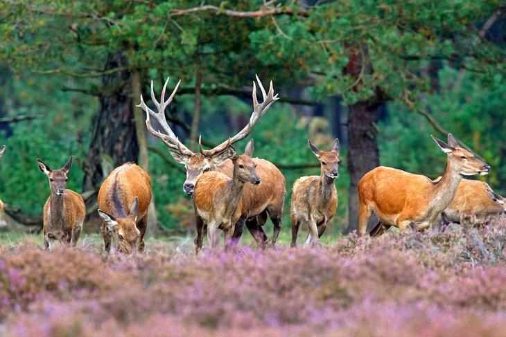 Parc National Hoge Veluwe, Pays-Bas