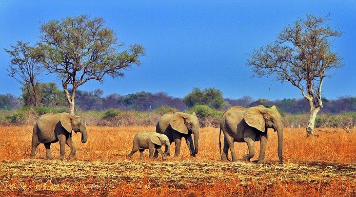 Eine Herde von Elefanten im South Luangwa Nationalpark