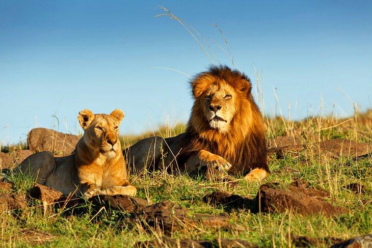 Löwen in der Masai Mara