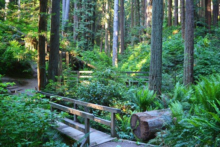 Bosque Comunitario de Arcata