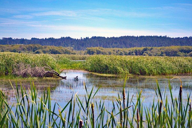 Sendero Shorebird Loop, Refugio Nacional de Vida Silvestre de la Bahía de Humboldt