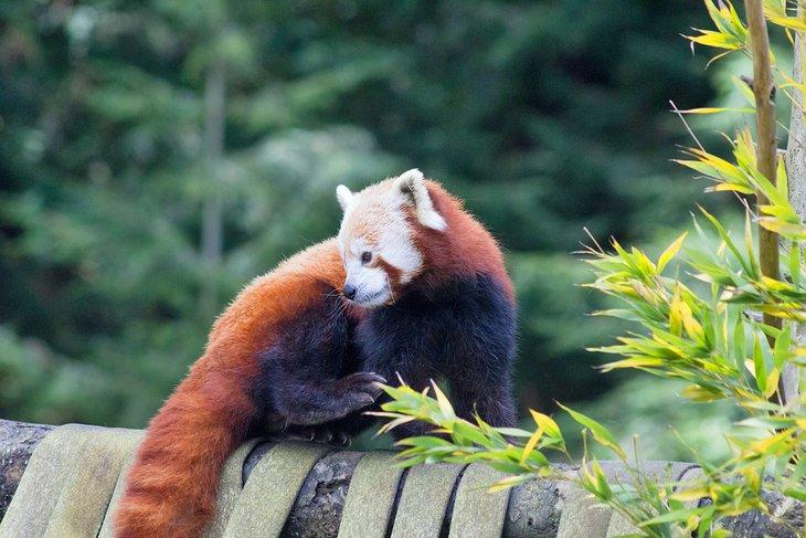 Panda Rojo en el Zoológico Secuoya