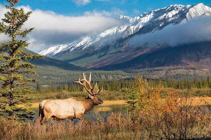 Elk en el Parque Nacional Jasper