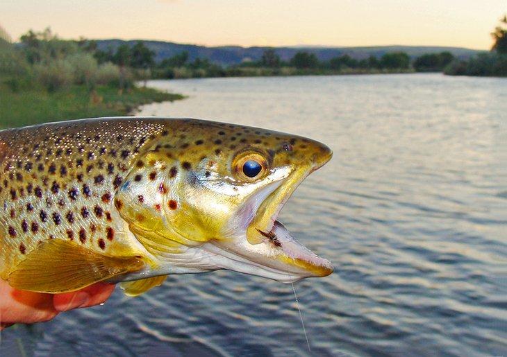 Bachforelle, die beim Fliegenfischen am Bighorn River gefangen wurde