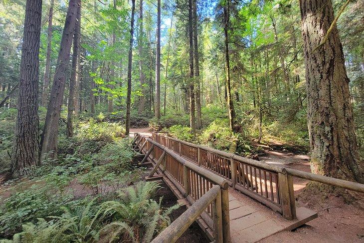 Puente en el Gran Bosque