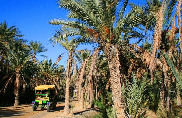 El Oasis