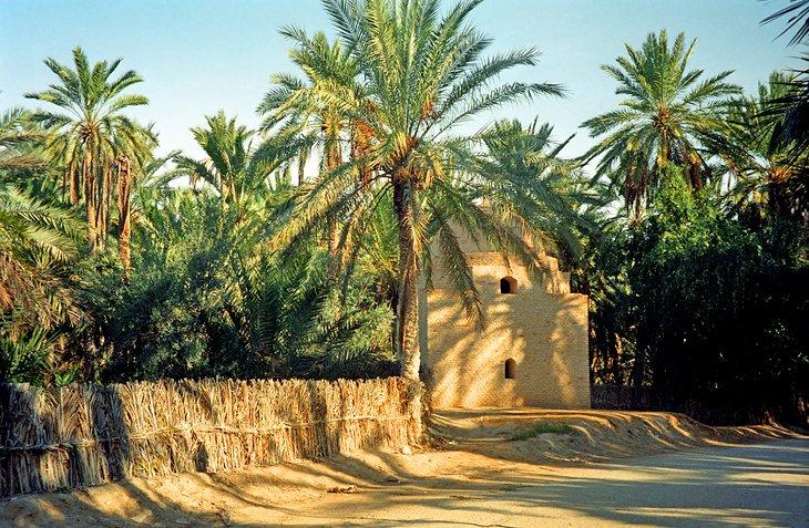 Palmeras datileras en la palmeraie de Tozeur