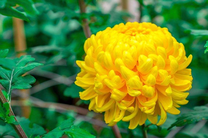 Crisantemo en el Jardín Botánico de Columbus