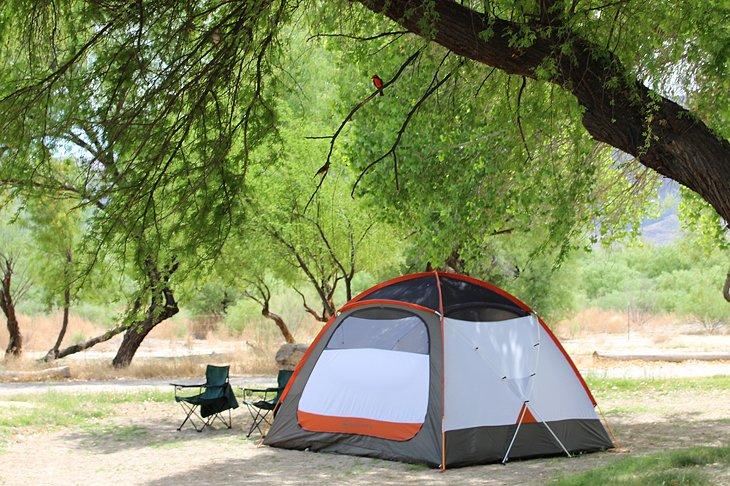 Moucherolle vermillon au camping de Cottonwood