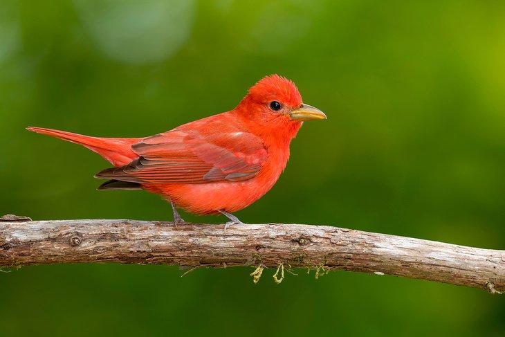 Tanager d'été