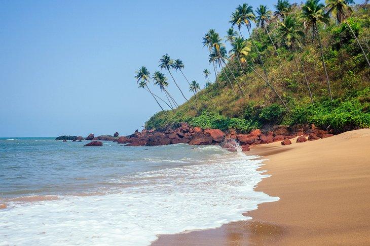 Palmiers sur la plage de Colva
