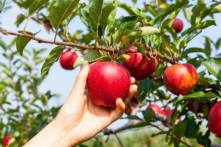 Cueillir des pommes fraîches