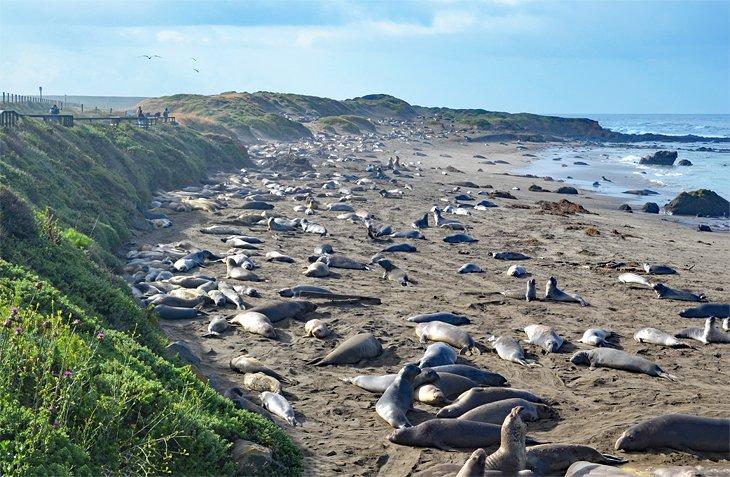 Rookery de focas elefante en el Parque Estatal San Simeon