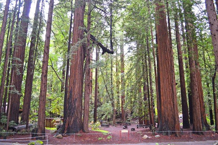 Camping en los secuoyas de Parque Estatal Pfeiffer Big Sur