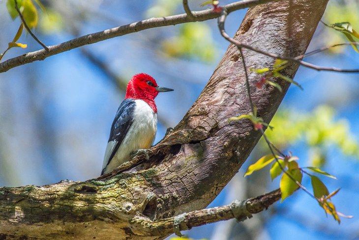 Pájaro carpintero de cabeza roja en el Lake Erie Birding Trail