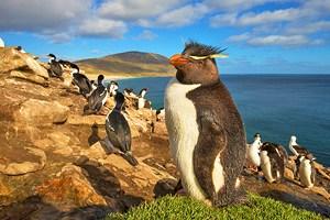 Islas Malvinas en Imágenes: Lugares Hermosos para Fotografiar