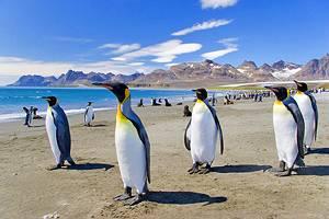 Atracciones Turísticas en las Islas Malvinas