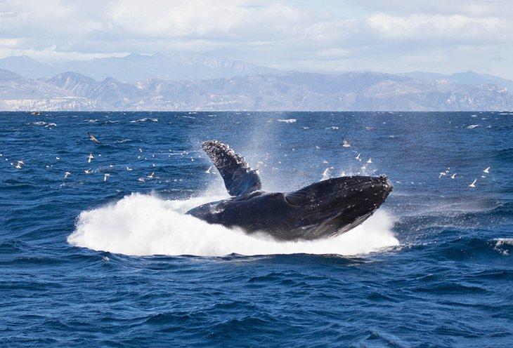 Ballena saltando cerca del Parque Nacional de las Islas del Canal