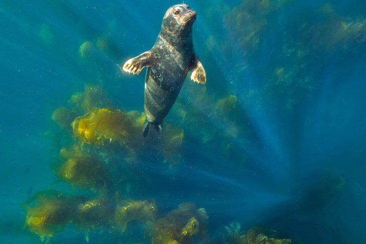 Foca común cerca de la Isla Anacapa