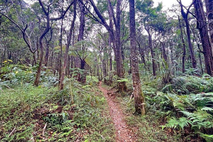 Sentier de la Forêt Native Kalopa