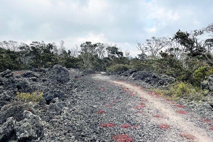 Sentier Kaulana Manu