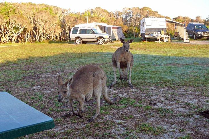 Canguros en el Camping de Noosa North Shore Beach