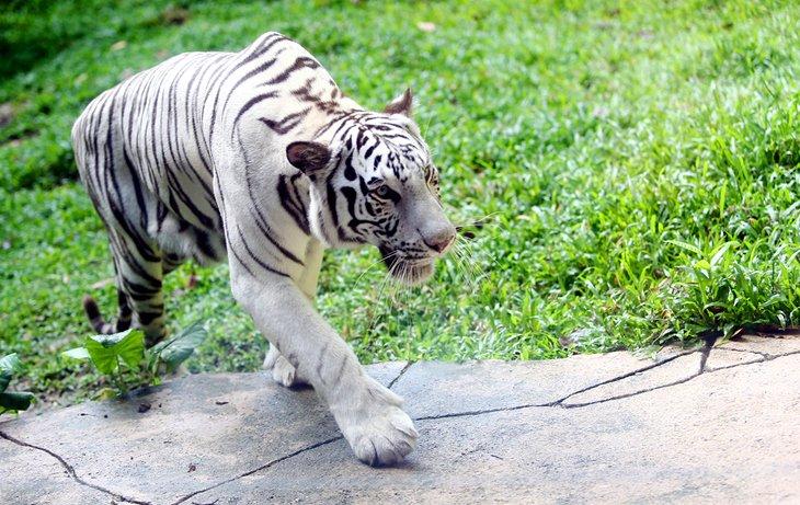 Ein Weißer Tiger im Sunway Lagoon Freizeitpark