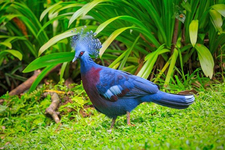 Eine Victoria-Kronentaube im Kuala Lumpur Vogelpark
