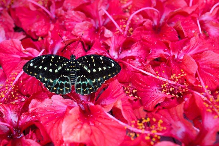Schmetterling auf Hibiskusblüten im Kuala Lumpur Schmetterlingspark