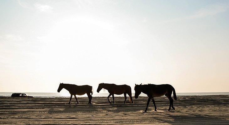 Caballos salvajes en la playa de Carova