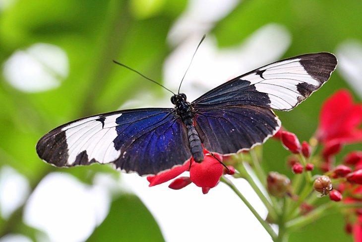 Conservatorio de Mariposas y Naturaleza de Key West