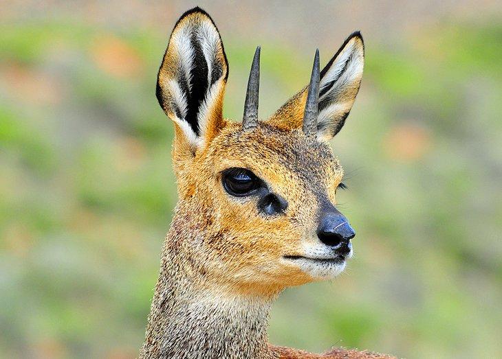 Klipspringer, Parque Nacional Karoo