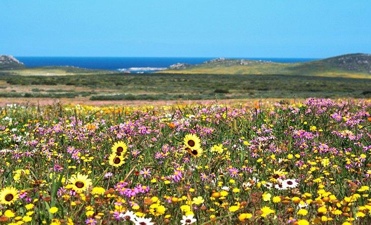 Las Flores Silvestres y Aves del Parque Nacional de la Costa Oeste