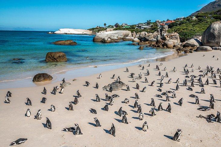 Colonia de Pingüinos Boulders