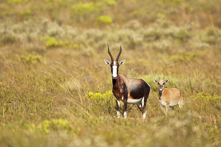 Antílope Bontebok y su cría en el Parque Nacional Bontebok