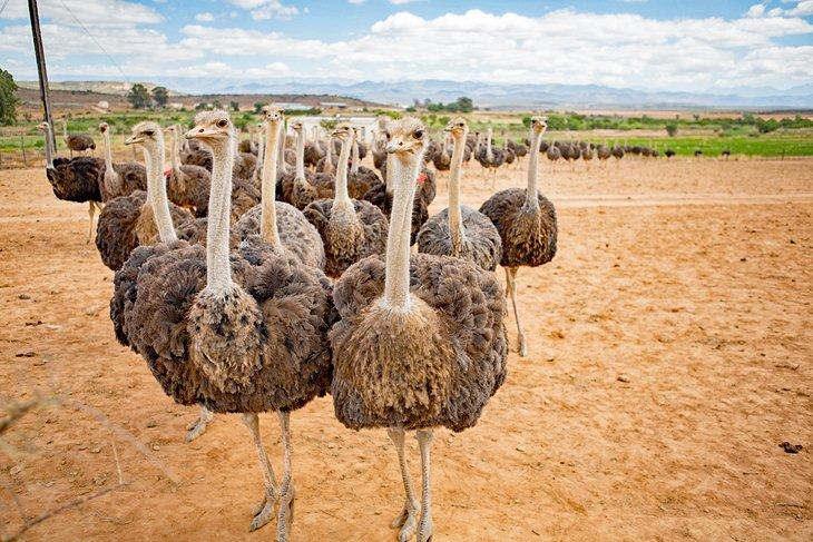 Avestruces en Oudtshoorn