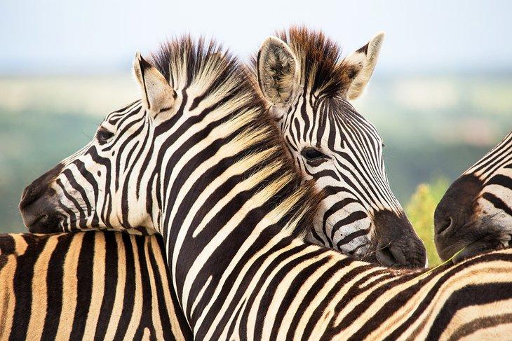Cebras en la Reserva de Caza Gondwana