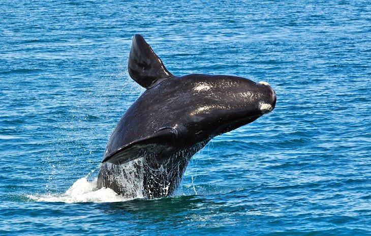 Una ballena jorobada saltando en Hermanus