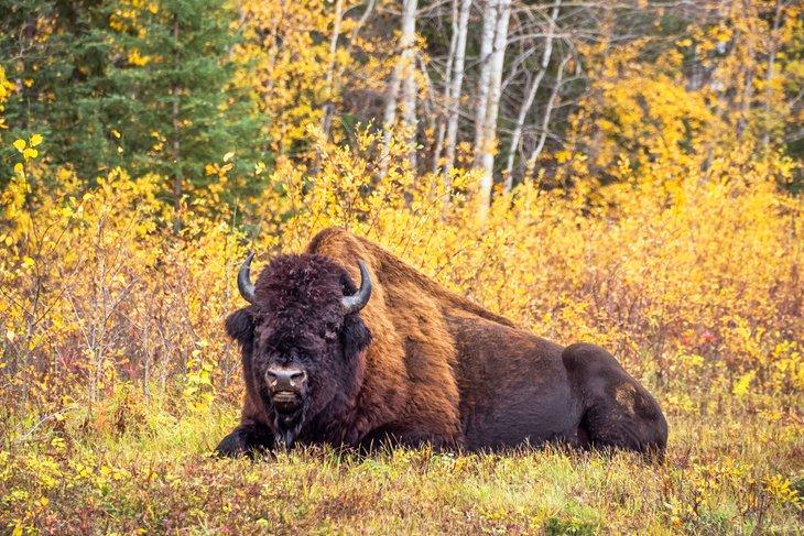 Bisonte en el Parque Nacional Wood Buffalo