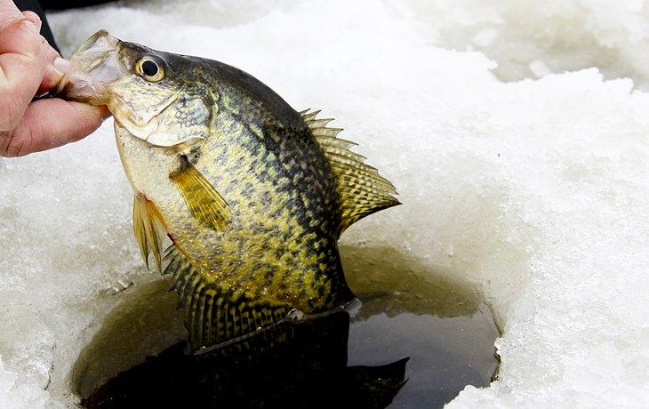 Crapet au trou de pêche