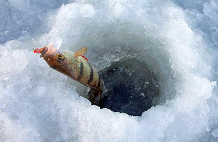 Perche au trou de pêche