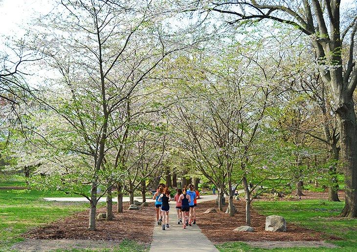 Avenida de los cerezos Sen en el UI Arboretum