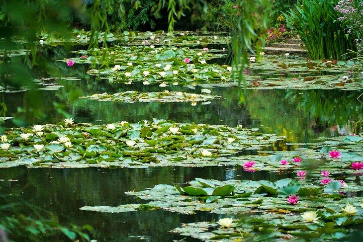 Seerosen in Monets Garten