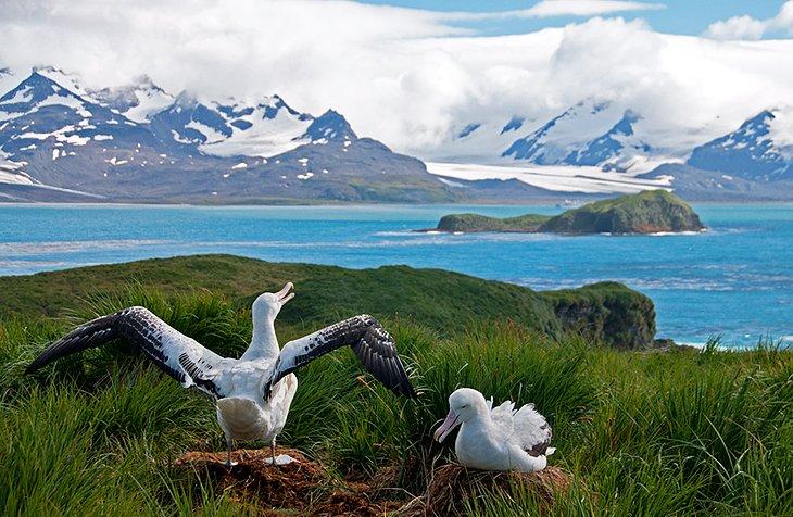 Insel Südgeorgien