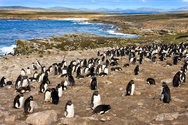 Kolonie Rockhopper-Pinguine auf Pebble Island