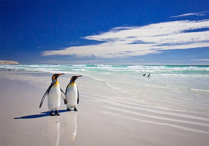 Die Pinguine von Volunteer Point