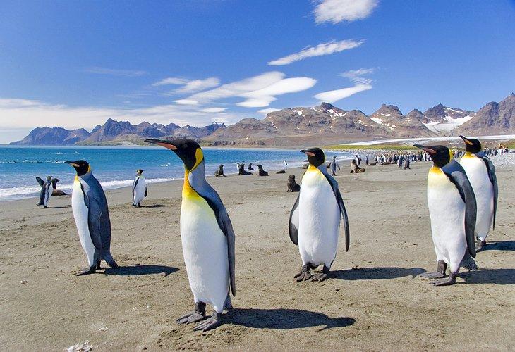 Pinguine auf den Falklandinseln